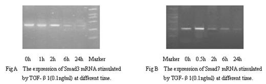 Fig A The expression of Smad3 mRNA stimulated by TGF-β 1(0.1ng/ml) at different time. . / Fig B The expression of Smad7 mRNA stimulated by TGF-β 1(0.1ng/ml) at different time.