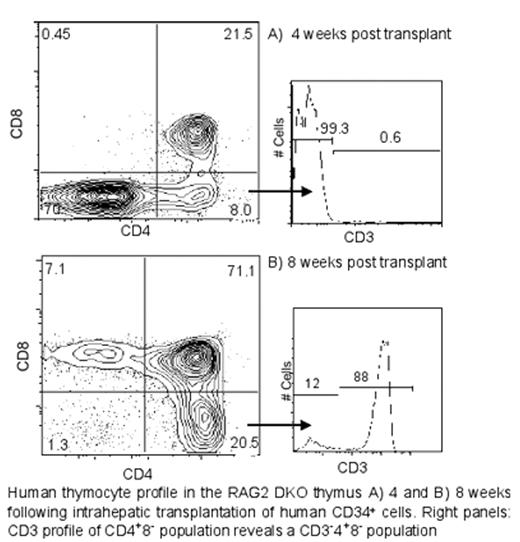 Human thymocyte profile in the RAG2 DKO thymus A) 4 and B) 8 weeks following intrahepatic transplantation of human CD34+ cells. Right panels: CD3 profile of CD4+8− population reveals a CD3−4+8− population