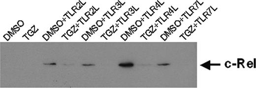 Figure 5. Troglitazone down-regulates the expression of nuclear localized c-Rel. Peripheral blood adhering monocytes were cultured with GM-CSF and IL-4 with or without troglitazone from the first day of culture. For activation of DCs, cells were incubated with different toll-like receptor ligands 24 hours before preparing nuclear extracts. Nuclear localized c-Rel protein was detected by SDS-PAGE and Western blot. Ponceau S staining was performed to ensure equal loading of the gel.