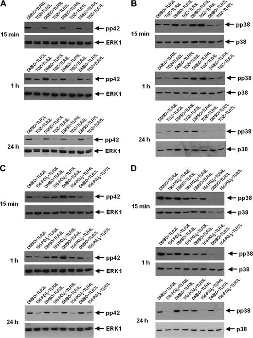 Figure 6. The inhibitory effects of troglitazone are mediated by MAP kinase. Peripheral blood adhering monocytes were cultured with GM-CSF and IL-4 in the presence or absence of troglitazone (A,B) and 15d-PGJ2 (C,D), respectively. Fifteen minutes, 1 hour, and 24 hours before analysis, cells were incubated with TLR2L Pam3Cys, TLR3L Poly(I:C), TLR4L LPS, and TLR7L R848, respectively. Phosphorylation state of MAP kinase ERK1 (A,C) and p38 (B,D) was analyzed using phosphospecific antibodies.