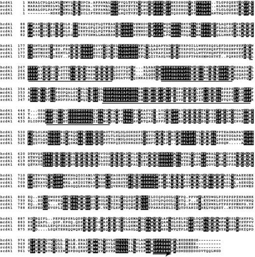 Figure 1. Alignment of deduced CD41 protein sequence. Alignment of the deduced amino acid sequences of the human (hcd41), mouse (mcd41), rat (rcd41), and zebrafish (zcd41) CD41 is shown. Forty percent of the zebrafish sequence is identical to the sequences of the other three species. There are some conserved features, including the location of cysteine residues, the four potential calcium-binding domains (underlined), and the C-terminal GFFKR sequence (underlined with arrow). The regions of sequence identity in the four species are shaded.