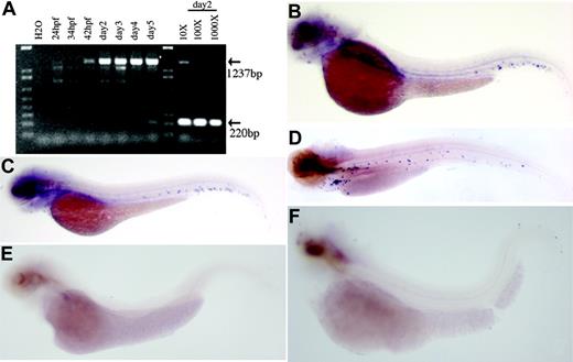Figure 2. Results of RT-PCR and whole-mount in situ hybridization of CD41. (A) Shown is the analysis of the expression of CD41 mRNA in developing zebrafish embryos by RT-PCR. The CD41 transcript is first detected at 42 hpf. Dilutions (10 ×, 100 ×, and 1000 ×) of the cDNA preparation 2 dpf, with EF-1α as a control, indicated that CD41 transcript is at least 1000 × lower than EF-1α transcript. The expected PCR product for CD41 is 1237 bp and for EF-1α is 220 bp. (B-D) Shown also are results of whole-mount in situ hybridization of wild-type zebrafish embryos with zebrafish CD41 antisense cRNA. (B) In embryos 2 dpf, punctate purple CD41+ cells are present in the ventral region of the dorsal aorta. (C) In embryos 3 dpf, the number of CD41+ cells has increased and they appear in the circulation. (D) In embryos 5 dpf, more CD41+ cells are present in the circulation. The CD41 transcript is not detected in the spadetail (E) and cloche (F) embryos 3 dpf.