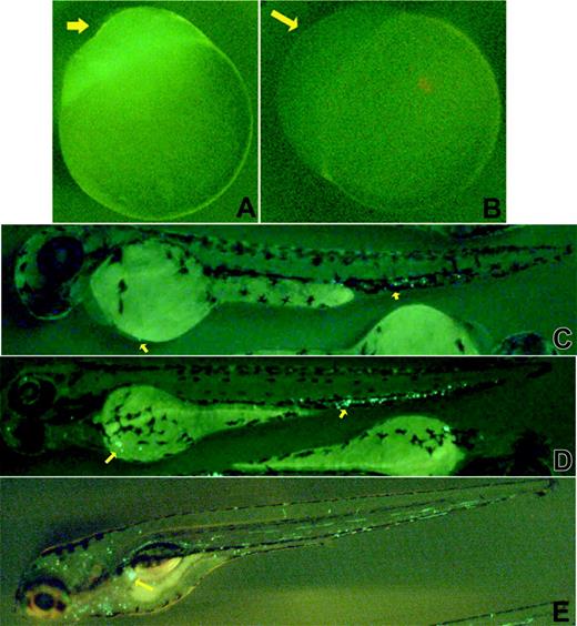 Figure 3. Expression of GFP in the CD41-GFP embryos. Photomicrographs showing CD41-GFP+ expression in transgenic embryos are presented. Unfertilized eggs from homozygous (A) and wild-type (B) females demonstrate the maternally derived GFP. At 48 hpf, bright CD41-GFP+ cells are detected in the region between dorsal aorta and caudal vein (arrows, C) and cardiac sinus/yolk sac (arrow near yolk). By 3 dpf, increasing numbers of CD41-GFP+ cells are detected in a similar region (arrows near tail, D), and the cardiac sinus/yolk sac (arrow near yolk), as well as in the circulation (D). By 5 dpf, the majority of the CD41-GFP+ cells are circulating, and a collection of CD41-GFP+ cells appears near the developing mesonephros (arrow, E).