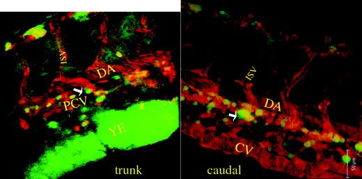 Figure 4. Confocal scanning microscopy of CD41-GFP/LMO2-dsRed embryos. Shown are 2-dimensional photomicrographs of confocal microscopy near the trunk and caudal portion of an embryo 48 hpf. Two corresponding movies of 3-dimensional reconstructions of the same embryo are available as supplemental material on the Blood website; click on the Supplemental Movies link at the top of the online article. Of note is that the major vessels, whose endothelial cells are tagged with LMO2-dsRed, emit red fluorescence, and the nonmobile CD41-GFP+ cells emit green fluorescence. The GFP+ cells are extravascular and are clearly located in the region between the dorsal aorta and the posterior cardinal vein (trunk view, arrow) and caudal portion between the caudal dorsal aorta and caudal vein (caudal view, arrow). DA indicates dorsal aorta; PCV, posterior cardinal vein; ISV, intersomitic vessel; YE, yolk extension; and CV, caudal vein.