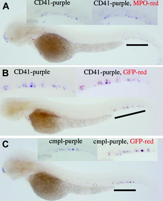 Figure 5. Two-color whole-mount in situ hybridization. (A) CD41 expression does not colocalize with MPO, as judged by the CD41 cells (purple) that do not turn red in the in situ result. (B) On the contrary, the coexpression of CD41 and GFP is supported by the red color (GFP) outcome of originally purple cells (CD41). (C) In addition, coexpression of c-mpl and GFP in the same cells is supported.