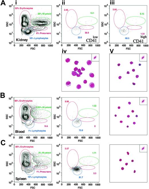 Figure 6. Results of FACS analyses. (A) Panel i shows 2 populations of GFP+ cells (CD41low and CD41high representing 0.81% and 0.79% of WKM, respectively) that are detected in the kidney. CD41low cells (ii) are predominantly large prothrombocytic cells and CD41high cells (iii) are differentiated thrombocytes as demonstrated by the corresponding Wright-Giemsa staining of flow-sorted cells shown in panels iv and v (see “Flow sorting of GFP+ thrombocytes”). A representative erythrocyte is placed at the top right corner for comparison. By contrast, the vast majority of cells isolated from peripheral blood (B) and spleen (C) are CD41high (0.64% and 4.21%, respectively) and display the mature thrombocyte morphology.