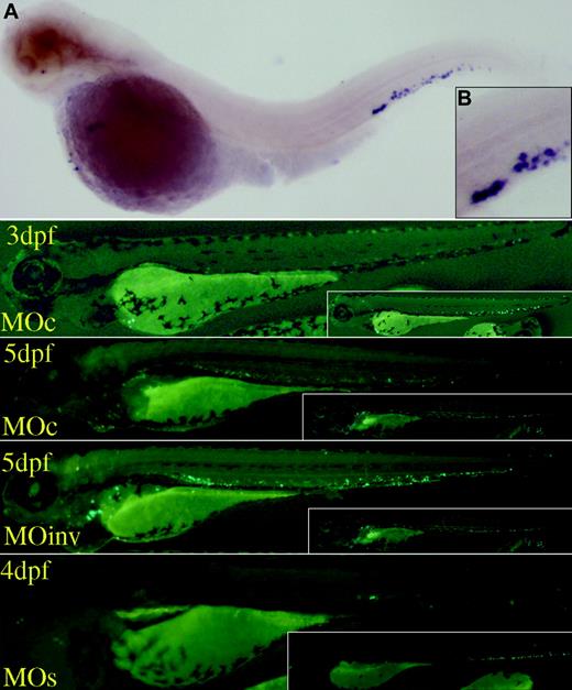 Figure 7. Results of whole-mount in situ hybridization of c-mpl and c-mpl and scl morpholino injection. Shown are the results of whole-mount in situ hybridization with antisense c-mpl cRNA (A; high power, B) at the embryo 3 dpf. c-mpl+ cells are detected in the same location as CD41+ and GFP+ cells detected in previous studies. Injection of a zebrafish c-mpl antisense morpholino (MOc) reduced the number of GFP+ cells 3 and 5 dpf. c-mpl morphants have some residual GFP+ cells. Injection of an inverted morpholino (MOinv) did not decrease the number of circulating GFP+ cells. Injection of 2 scl morpholinos (MOs) also reduced the number of GFP+ cells in the morphants at 4 dpf, in addition to causing tail deformation. For comparison, uninjected siblings of the same developmental stages are posted in the right corner of each picture.
