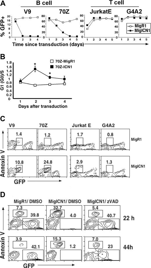 Figure 1. ICN1 inhibits B-cell but not T-cell growth. (A) V9 pre–B-cell line, 70Z pre–B-cell line, JurkatE human T-cell line, and G4A2 T-cell lines were transduced with retrovirus expressing either GFP only (MigR1) or ICN1 and GFP (MigICN1) and analyzed by flow cytometry. Transduced cells were identified as GFP+, and the percentage of GFP+ cells was plotted against time. (B) ICN1 induces cell cycle arrest. 70Z cells were transduced with the indicated retrovirus, and GFP+ cells were sorted 24 hours later. Sorted cells were then plated out (5 × 104 cells/mL). Cells were harvested at 4 time points: 30, 48, 60, and 72 hours after transduction and fixed for PI staining and FACS analysis to determine the cell-cycle profile. The ratio of G0(G1)/S is shown. Results are from 3 independent experiments; mean and standard deviation are shown. P < .05 (ANOVA). (C) ICN1 induces apoptosis in pre–B-cell lines but not in T-cell lines. The transduced cell lines described in Figure 1A were assayed for annexin V expression by FACS. The GFP intensity of the annexin V+ cells decreased because of apoptosis-induced GFP leakage. (D) ICN1-induced apoptosis is caspase dependent. V9 cells were transduced with MigR1 or MigICN1 as described in Figure 1A. After transduction, ICN1-transduced cells were divided into aliquots into 2 wells in parallel and incubated in the presence of either 50 μM caspase inhibitor z-val-Ala-DL-Asp-fluoromethylketone (zVAD) or dimethyl sulfoxide (DMSO). Cells were collected at 22 hours and 44 hours after transduction and stained for annexin V prior to analysis.