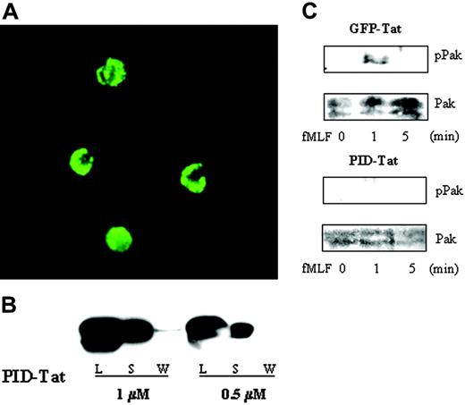 Figure 1. Cellular uptake and biologic activity of PID-Tat protein in human neutrophils. (A) Neutrophils (2 × 105 cells) were incubated with 1 μM FITC-labeled PID-Tat, and cellular uptake into live cells was analyzed by confocal microscopy as described in “Materials and methods.” (B) Neutrophils (5 × 105 cells) were incubated with 0.5 or 1 μM PID-Tat, followed by centrifugation. The supernatants (S) were collected, the cells were washed with PBS and the wash was collected (W), and the cell pellets were lysed in sample buffer (L). Samples were run on sodium dodecyl sulfate–polyacrylamide gel electrophoresis (SDS-PAGE) and immunoblotted with an anti-Pak antibody. (C) Neutrophils (2 × 105 cells) were preincubated with GFP-Tat or PID-Tat and then stimulated with 1 μM fMLF for 1 or 5 minutes. Cell lysates of stimulated or unstimulated cells were subjected to SDS-PAGE and probed with anti–phospho Pak antibody (top panel) followed by anti-Pak antibody (bottom panel).