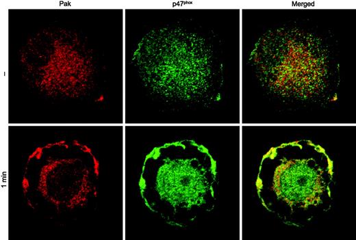 Figure 4. Colocalization of Pak with p47phox in fMLF-stimulated macrophage-like cells. HL60 cells differentiated with phorbol ester to a macrophage-like phenotype were incubated with buffer (—) or 1 μM fMLF (1 min). Fixed and permeabilized cells were incubated with anti-Pak and anti-p47phox antibodies and visualized using confocal microscopy. A representative image from 2 independent experiments is shown.