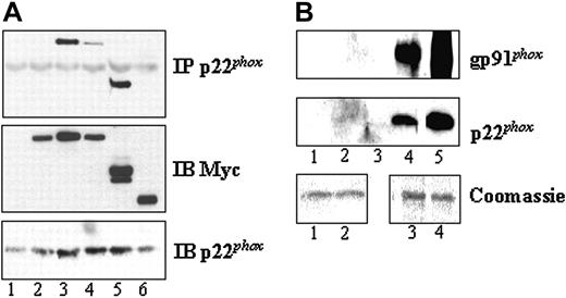 Figure 5. Association of Pak with p22phox. (A) Cos cells expressing functional flavocytochrome b were transfected with vector (lane 1), wild-type Myc-Pak1 (lane 2), constitutively active Myc-Pak1 F107 E423 (lane 3), dominant-negative Myc-Pak1 A299 (lane 4), Myc-Pak1 (aa 206-545) (lane 5), or Myc-Pak1 (aa 1-205) (lane 6). Anti-p22phox immunoprecipitates were prepared after 24 hours and probed with anti-Myc antibody for Pak detection (top panel). The middle and the bottom panels show Myc-Pak1 protein expression levels and p22phox protein in the IP, respectively. Representative of 3 independent experiments and verified twice in Cos cells stably expressing p22phox alone. Immunoblots of cell lysates are indicated by IB. (B) GST beads (lanes 1-2) or GST-Pak1 beads (lanes 3-4) were incubated with buffer (lanes 1,3) or purified flavocytochrome b (lanes 2,4). After washing, proteins bound to the beads were eluted and immunoblotted with anti-gp91phox or anti-p22phox antibodies. Control blots for the flavocytochrome b are shown in lane 5. Equal amounts of recombinant GST or GST-Pak1 bound to beads were verified by Coomassie blue staining (bottom panels). A representative data set of 4 independent experiments is shown.