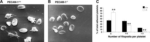 Figure 4. PECAM-1–deficient platelets display restricted cytoskeletal reorganization upon spreading on immobilized fibrinogen. (A-B) Washed PECAM-1+/+ and PECAM-1–/– platelets were allowed to adhere for 60 minutes at 37°C to a fibrinogen matrix. Adherent platelets were fixed and examined by scanning electron microscopy. Representative PECAM-1+/+ and PECAM-1–/– platelet scanning EM images are shown. (C) The number of filopodia per platelet was analyzed on scanning EM images from 8 random fields encompassing 100 platelets counted and expressed as a percentage of the total adherent platelets from PECAM-1+/+ and PECAM-1–/– platelets. Platelet filopodia were classified into 3 categories including 0, 1 to 3, and more than 3 filopodia. **P < .005; n = 4.