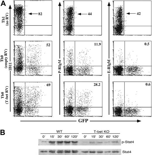 Figure 3. Direct and indirect effects of T-bet on selectin ligand induction. (A) Enforced overexpression of T-bet in WT Th0 cells fails to induce maximal levels of selectin ligands. WT CD4+ T cells were activated under Th0 conditions, infected with retroviruses (RVs) expressing no cDNA (empty) or T-bet, and cultured under Th0 conditions. Cells were then stained with P- or E-selectin chimeras or 1B11. Uninfected WT Th1 cells were included side-by-side for comparison. Numbers given for retrovirally transduced cells are the percentage of the GFP+ cells which stain for either 1B11 (first column), P-selectin ligands (second column), or E-selectin ligands (third column). One representative of 3 similar experiments. (B) T-bet deficiency inhibits functional expression of the IL12R. WT and T-bet-/- CD4 cells were cultured under Th1 conditions for 6 days, washed, and restimulated with IL-12. At the indicated time points, cells were harvested, lysed, and subjected to Western blotting for tyrosine phosphorylated, and total Stat4. Results are representative of 2 experiments. KO indicates knock-out.