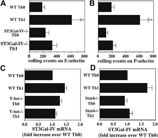 Figure 5. Role of ST3Gal-IV in selectin ligand formation in Th1 cells. Rolling of WT and ST3Gal-IV-/- Th0 and Th1 cells on (A) E-selectin and (B) P-selectin reveals significantly decreased rolling of ST3Gal-IV-/- Th1 cells, compared with WT Th1 cells. (C) qRT-PCR shows no significant difference in ST3Gal-IV-/- mRNA levels between WT or T-bet-/- Th0 or Th1 cells. (D) qRT-PCR also shows no significant difference in ST3Gal-IV mRNA levels between WT and Stat4-/- Th0 or Th1 cells. Data are depicted as in Figure 4A. Results are representative of at least 3 experiments. **Significantly different from all other groups.