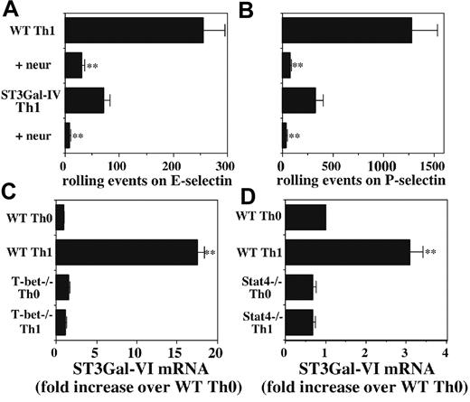 Figure 6. Possible role of ST3Gal-VI in selectin ligand formation. WT and ST3Gal-IV-/- Th1 cells were either untreated or treated with neuraminidase, and rolling on (A) E-selectin or (B) P-selectin was measured. Neuraminidase blocked rolling of cells of both genotypes on both selectins. (A-B) **Significantly different from the corresponding group without neuraminidase treatment. (C) qRT-PCR reveals significant induction of ST3Gal-VI mRNA by IL-12 in WT cells but virtually no effect of IL-12 in T-bet-/- cells. (D) A similar effect on ST3Gal-VI induction is observed with CD4 cells from Stat4-/- mice, although the magnitude of the effect of Stat4 deficiency is smaller than that for T-bet (note different scales). (C-D) **Significantly different from all other groups.