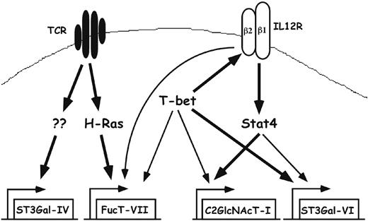 Figure 7. Pathways controlling expression of glycosyltransferases in Th1 cells. Naive T cells express little or no FucT-VII, C2GlcNAcT-I, or ST3Gal-VI. T-cell activation through the TCR leads to activation of H-Ras and induction of FucT-VII, as well as induction or maintenance of constitutive levels of ST3Gal-IV. Whether ST3Gal-IV expression requires H-Ras is unknown. In addition, T-cell activation is associated with induction of the IL12R, particularly the IL12Rβ2 chain, and the IL12R is essential for activation of Stat4, which plays a major role in induction of C2GlcNAcT-I and a minor role in induction of ST3Gal-VI. T-bet plays a role through induction/maintenance of the IL12Rβ2, allowing up-regulation of C2GlcNAcT-I by Stat4; through direct up-regulation of C2GlcNAcT-I and ST3Gal-VI; and through up-regulation of FucT-VII by an as yet undetermined mechanism. Bold lines represent strong, presumably or known to be direct, effects; thin lines represent weak effects.