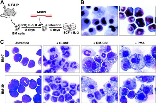 Figure 1. Immature myeloid progenitor cells with biphenotypic differentiation potential can be immortalized by infection with replication-defective MSCV. (A) Schematic representation of the immortalization procedure. Horse serum was included in the cultures along with the indicated growth factors after infection. (B) Wright-Giemsa staining of uninfected (left panel) and infected (right panel) bone marrow (BM) cells after 1 month in culture. Original magnification × 400. (C) Wright-Giemsa staining of 2 immortalized cell lines (BM-7 and BM-39) before and after treatments with G-CSF (3 days), GM-CSF (5 days), or PMA (2 days). BM-7 harbors a single MSCV Evi1 integration, while BM-39 harbors a Prdm16 integration. Both cell lines respond similarly to cytokine stimulation. Original magnification × 400. Images were obtained with the use of an Olympus Vanox AHBS3 microscope and a Nikon DXM1200F digital camera. Images were processed using Image-Pro Plus 5.1.