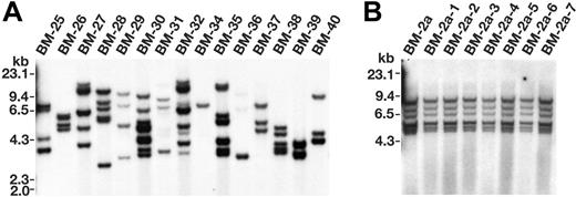 Figure 2. Immortalized cell lines are often clonal. (A) Southern blot analysis of the MSCV integrations present in 15 immortalized cell lines. DNA (8 μg) from each immortalized line was digested with HindIII and hybridized with a neo probe isolated from the MSCV vector. Each band represents a separate MSCV integration. (B) Southern blot analysis of 1 representative immortalized immature myeloid parental line (BM-2a) and its 7 single-cell subcloned lines (BM-2a-1-BM-2a-7).
