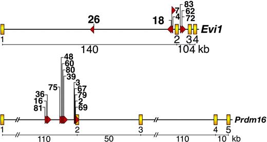 Figure 3. Evi1 and Prdm16 are frequent targets of MSCV integration in immortalized immature myeloid progenitor cell lines. Evi1 MSCV integrations (top panel) and Prdm16 integrations (bottom panel). Yellow boxes depict exons, while red triangles indicate the location and orientation of integrated MSCV proviruses. Cell line numbers are listed above the red triangles.