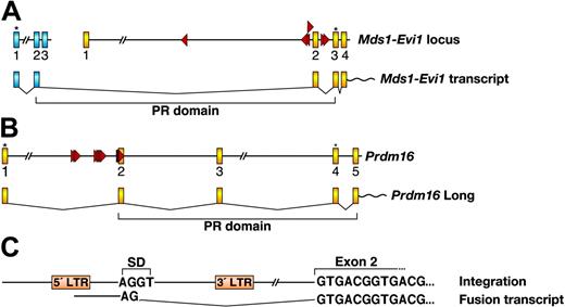 Figure 5. MSCV integrations promote the expression of Evi1 and Prdm16 isoforms lacking the PR domain. (A) Mouse Mds1 locus and partial Evi1 locus with MSCV integrations are shown in the top panel. Mds1 and Evi1 exons are depicted as blue and yellow boxes, respectively. Red triangles indicate the location and orientation of integrated MSCV. Asterisks indicate translational start sites. The bottom panel depicts the generation of the Mds1-Evi1 fusion transcript and shows the location of the PR domain. (B) Mouse Prdm16 locus (partial) with MSCV integrations and the transcript encoding the long Prdm16 isoform containing the PR domain. Exons are depicted as yellow boxes. Translational start sites for the long and short isoforms are indicated by asterisks. (C) The nature of the fusion transcript between MSCV and Prdm16 exon 2 is shown. SD indicates splice donor in MSCV.