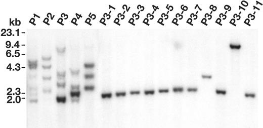 Figure 6. Evi1 can immortalize immature myeloid cells with high efficiency. Southern blot analysis of MSCV integrations in 5 immortalized cell lines (P1 to P5) generated by MSCV-Evi1 infection (10 μg/lane) and 11 cell lines subcloned from the P3 line (P3-1 to P3-11) (5 μg/lane) digested with BglII.