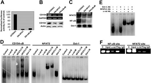 Figure 3. NFAT cooperates with NF-κB to regulate CD154 transcription in LBCL cells. (A) LBCL-MS cells were cotransfected with CD154p-luc (10 μg) and the expression vector DN-NFAT (10 μg), DN-IκBαM (10 μg), or the empty control vector pCDNA3 along with 1 μg of pCMV–β-gal. After 24 hours, luciferase activity was determined and corrected for transfection efficiency using β-gal activity. Transfected cells from panel A were also used to obtain purified total RNA for analysis of CD154 mRNA by RT-PCR, cytoplasmic extracts for analysis of CD154 protein expression (B), and nuclear extracts for analysis for CD154-κB and NFAT2 DNA binding by EMSA (C). GAPDH, actin and Oct-1 were used as internal loading controls for panels B and C, respectively. (D) Nuclear extracts from LBCL-MS cells were incubated with the p32-labeled NFAT2, CD154-κB, or Oct-1 probe along with monoclonal (M) or polyclonal (R) antibody against c-rel, NFATc1, or Oct-1, and analyzed by EMSA. (E) Nuclear extracts from LBCL-MS cells were incubated with antibody against c-rel, NFATc1, or Oct-1 alone or combined and analyzed by EMSA. (F) ChIP analysis was performed on LBCL-MS cells after transfection with a Flag-NFATc1 expression vector. The indicated primary antibodies were used to precipitate chromatin after cross-linking. PCR to detect the CD154 promoter regions (CD154-κB or NFAT2) was performed on the precipitated DNA. The full-length CD154-luc reporter plasmid was used as a positive control. IgG was used as a nonspecific antibody control.