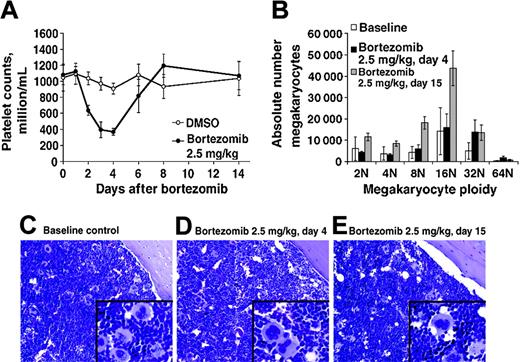 Figure 7. Bortezomib-treated mice, platelet counts, and megakaryocytes. (A) Platelet counts from BALB/c mice after intravenous administration of bortezomib 2.5 mg/kg. (B) Absolute numbers of megakaryocytes (1 femur, 2 tibiae) in different ploidy subsets from mice killed 4 or 15 days after receiving bortezomib 2.5 mg/kg. Untreated mice served as baseline controls and there were 4 to 5 mice per group. Error bars represent standard deviation. (C-E) Bone marrow sections showing megakaryocyte cells. (C) Untreated control. (D) Four days after bortezomib 2.5 mg/kg. (E) Fifteen days after bortezomib 2.5 mg/kg. Original magnifications, × 200; inset, × 600.