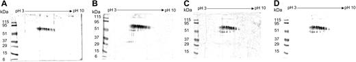 Figure 1. Oxidative modification of human β2-GPI. Structural modifications in human β2-GPI were demonstrated by 2-DE and IB with a polyclonal goat serum specific to the human β2-GPI. Molecular weights are shown on the left (kDa). Native β2-GPI contained a train spot representing the 7 isoforms with pIs ranging from 5.0 to 7.0 and with molecular weights ranging from 75 to 70 kDa (A). Human β2-GPI, oxidized either after treatment with H2O2 (B) or spontaneously in the culture medium (C) gave a main train spot, fragments, and aggregates. In the H2O2-β2-GPI preparation, additional fragments at 32.6 kDa appeared. The addition of a protease inhibitor cocktail to the DC culture medium left the 2-DE pattern unchanged (D).