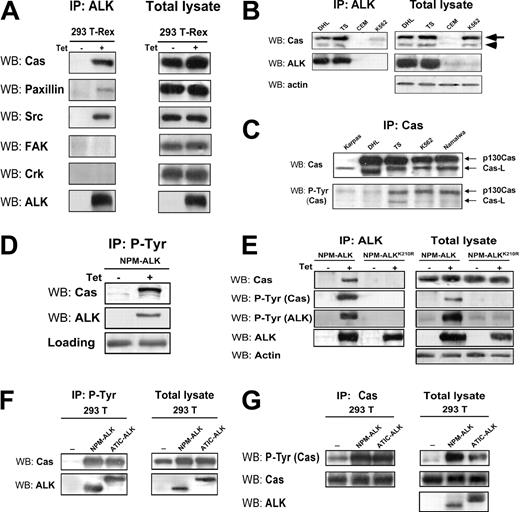 Figure 3. NPM-ALK binds and phosphorylates p130Cas. (A) The 293 T-Rex Tet-On cells were cultured with tetracycline for 24 hours; total cell lysate was immunoprecipitated (IP) with anti-ALK monoclonal antibody and blotted with the indicated antibodies by WB. NPM-ALK coprecipitates with p130Cas, paxillin, and Src. (B) NPM-ALK coprecipitates both with p130Cas (arrow) and with Cas-L (arrowhead) in lymphoid cell lines. Total lysates from ALK-positive (DHL, TS) and ALK-negative (CEM, K562) cell lines were immunoprecipitated with anti-ALK monoclonal antibody and blotted with the indicated antibodies. (C) In ALK-positive lymphoid cells, both p130Cas and Cas-L are phosphorylated. Total lysates were immunoprecipitated with anti-p130Cas monoclonal antibody and blotted with the anti-PY20 monoclonal antibody. (D) The adaptor p130Cas is phosphorylated in the presence of NPM-ALK. The 293 T-Rex Tet-On cells expressing NPM-ALK were cultured with tetracycline for 24 hours; cell lysate was immunoprecipitated with anti-PY20 monoclonal antibody and blotted with the indicated antibodies. (E) The binding and the phosphorylation of p130Cas depends on NPM-ALK kinase activity. The 293 T-Rex Tet-On cells expressing the active form of NPM-ALK or the kinase-dead control (NPM-ALKK210R) were cultured with tetracycline for 24 hours; cell lysates were immunoprecipitated with anti-ALK monoclonal antibody and blotted with the indicated antibodies. (F-G) The phosphorylation of p130Cas does not depend on the binding with the NPM portion of NPM-ALK. The 293 T cells were transfected with Pallino p130Cas alone or in combination with Pallino NPM-ALK or Pallino ATIC-ALK. Samples were collected 48 hours after transfection and total lysates were immunoprecipitated and blotted with the indicated antibodies.