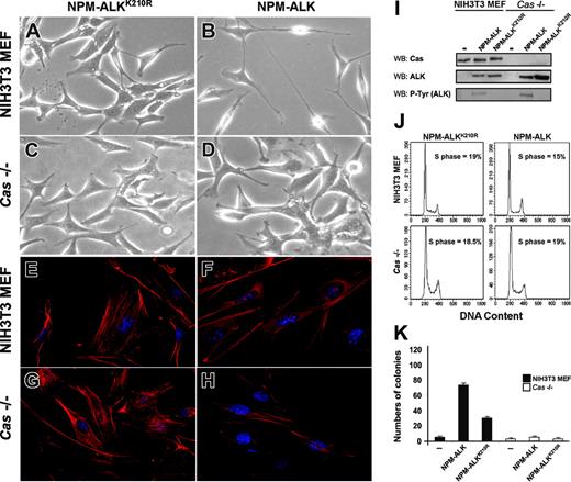 Figure 6. The adaptor p130Cas is required for NPM-ALK–mediated transformation and actin filaments organization. NIH3T3 MEFs and Cas-/- MEFs were infected with Pallino NPM-ALK or Pallino NPM-ALKK210R retroviruses and sorted to obtain greater than 95% GFP-positive cells. (A-B) The expression of NPM-ALK in NIH3T3 MEFs led to spindle-shape morphology and to the outgrowth of cellular processes. NPM-ALKK210R was used as a control. (C-D) Cas-/- cells infected with Pallino NPM-ALK did not show evident morphologic differences in comparison with the control NPM-ALKK210R. Phase-contrast images acquired with a 40×/0.55 objective lens. (E-H) Cas-/- fibroblasts expressing NPM-ALK retain the organization of the actin cytoskeleton. Compared with NPM-ALK NIH3T3 MEFs that undergo an evident loss of the actin structure (F), NPM-ALK Cas-/- fibroblasts show a phenotype resembling Cas-/- infected with the control NPM-ALKK210R (G-H). Cells were incubated with PE-conjugated phalloidin to stain the actin filaments (red). Images were taken with the Leica confocal microscope equipped with a 63×/1.32 oil immersion objective lens. (I) Protein expression levels were analyzes by WB as indicated. (J) Cell-cycle analysis was performed by DNA content evaluation on cells in logarithmic growth phase. (K) NIH3T3 and Cas-/- MEFs, infected as indicated, were plated in soft agar and cultured for 3 weeks. The histograms represent the average numbers of colonies from the indicated cells and constructs. Data are from 1 of 3 independent experiments, each including triplicates for experimental point.