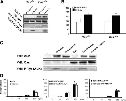 Figure 7. The p130Cas is not required for NPM-ALK–mediated migration. (A) Cas-/- and Cas+/+ rescued fibroblasts were infected with Pallino NPM-ALK retrovirus and then sorted for GFP content. Protein expression levels were verified by WB as indicated. (B) Cells were plated on a Matrigel-coated insert and the number of migrated cells was evaluated after 48 hours. The histograms represent the average number of migrated cells from 3 independent experiments using triplicate wells for experimental point. (C) CEM lymphoblastoid cells were infected with Pallino retroviruses containing NPM-ALK or NPM-ALKK210R together with retrovirus for p130Cas. Protein expression levels were verified by WB as indicated. (D) The histograms represent the average numbers of migrated cells in response to increasing concentrations of SDF-1α as indicated. Data are from 1 of 2 independent experiments. Error bars indicate standard deviation. *Statistically significant analysis as measured by the Student t test.