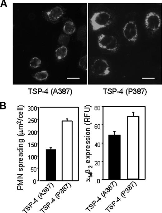 Figure 3. The TSP-4 (P387) variant enhances PMN spreading, αMβ2 surface expression, and clustering. (A) Microscope cover slides were coated with TSP-4 variants for 2 hours at 37°C and coated afterward with 0.5% PVP. PMNs were stimulated with 1 nM PMA and allowed to adhere to the slides for 45 minutes at 37°C. Adherent cells were fixed and stained with biotinylated mAb to αM integrin subunit, followed by incubation with fluorescein isothiocyanate (FITC)–conjugated avidin. Cells were analyzed using a fluorescence microscope (magnification, 1000 ×; × 40/0.7 NA objective). Bar size, 10 μm. (B) Quantification of cell size (area) (left) and brightness intensity (right) was performed using Image Pro-Plus software. A total of 100 cells from 4 blood donors were analyzed, and the data represent mean ± SEM.
