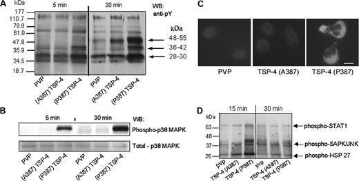 Figure 5. TSP-4 variants activate different protein tyrosine phosphorylation pathways in adherent PMNs. (A) PMNs were stimulated with PMA (1 nM) and seeded onto plates coated with TSP-4 variants (80 nM) and control PVP and incubated for up to 2 hours at 37°C. After washing, adherent cells were lysed. Equal amounts of total protein in cell lysates were analyzed by Western blot with antiphosphotyrosine mAb. (B) PMNs were treated as described in panel A. Cell lysates were analyzed by Western blot with Abs to phospho-p38 MAPK and total p38 MAPK. (C) Adhesion assay was performed as described in Figure 3A with one exception: cells were incubated for 30 minutes at 37°C. Adherent cells were stained with Ab to phosphorylated p38 MAPK, followed by incubation with FITC-conjugated goat anti–rabbit IgG Ab. Cells were analyzed as described in “Materials and methods.” Bar size, 10 μm. Images captured using a 40 ×/0.7 NA objective lens. (D) The cells were treated as described in panel A, and PMN lysates were analyzed by Western blot using PathScan Multiplex Western cocktail III containing Abs to phosphorylated forms of signal transducer and activator of transcription-1 (STAT1), c-Jun NH2-terminal kinase (JNK), S6 ribosomal protein, and heat shock protein 27 (HSP27).