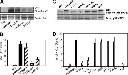 Figure 6. TSP-4 (P387)–mediated H2O2 release from PMNs depends on activation of p38 MAPK downstream of engagement of αMβ2. PMA-stimulated PMNs were preincubated with specific inhibitors of p38 MAPK (SB202190), ERK 1/2 (PD98059), and protein kinase A (PKA; KT5720) for 30 minutes at RT. Subsequently, the cells were seeded onto (P387) TSP-4–coated plates. Adherent cells were (A) lysed and analyzed on Western blots with Abs to phospho- and total p38 MAPK or (B) measured for H2O2 release as described. (C-D) PMA-stimulated PMNs were pretreated with the (Fab)2 fragments of function-blocking mAbs to various integrins (20 μg/mL), the αMβ2 ligand NIF (10 nM) or RGD peptide (50 μM) for 20 minutes at 37°C. The cells were allowed to adhere to (P387) TSP-4 and p38 MAPK phosphorylation (C), and H2O2 levels (D) were assayed as described. The results are means ± SEMs of quadruplet measurements from 3 blood donors.
