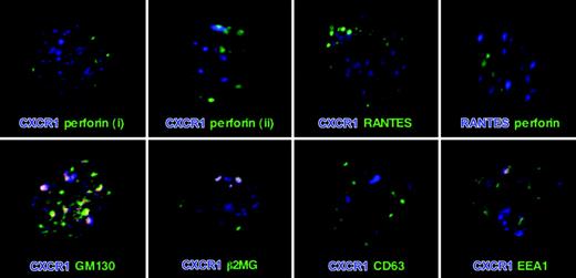 Figure 3. Expression of CXCR1 in CD8+ T cells. After permeabilization, CD8+ T cells were double-labeled for CXCR1 and each perforin, RANTES, GM130, β2MG, CD63, and EEA1. In addition, cells were double labeled for perforin and RANTES. Similar to perforin and RANTES, CXCR1 staining was granular, and no colocalization of CXCR1 with either perforin or RANTES was observed. Perforinlow/neg CD8+ T cells tended to express more CXCR1 (i) than did perforinhigh CD8+ T cells (ii). Indicative of ongoing low-level sorting of CXCR1 into the constitutive secretory pathway and its endocytic reuptake, some distinct colocalization of CXCR1 with GM130 (Golgi), β2-microglobulin (constitutive secretory pathway), and EEA1 (early endosomal compartment) was observed in a subset of cells (bottom row). No staining was seen when incubating permeabilized CD8+ T cells with appropriate isotype-control antibodies (data not shown).