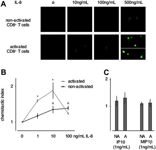 Figure 4. IL-8 responsiveness of nonactivated versus activated CD8+ T cells. (A) F-actin was visualized in unstimulated and PHA-stimulated CD8+ T cells exposed to increasing concentrations of IL-8. In absence of IL-8, only cortical F-actin was visualized. An increasingly dense meshwork of F-actin throughout the cytoplasm was observed in most activated CD8+ T cells exposed to 10, 100, and 500 ng/mL IL-8 (bottom row). By contrast, in nonactivated CD8+ T cells a similar though less dense meshwork was formed only at 500 ng/mL IL-8 and only in some of the cells (top row) (representative of n = 3). (B) Chemotactic activity toward IL-8 was assessed in PHA-activated versus unstimulated CD8+ T cells. PHA activation (and hence up-regulation of CXCR1) sensitized CD8+ T cells for chemotactic activity toward IL-8 (representative of n = 4). *P < .05 between the chemotactic index of activated versus nonactivated CD8+ T cells; ^ P < .05 between background migration versus chemotaxis of nonactivated CD8+ T cells. Note that in activated CD8+ T cells significant chemotactic activity was observed already toward 1 ng/mL of IL-8. (C) In contrast to IL-8, only minimal chemotactic activity of nonactivated (NA) as well as activated (A) CD8+ T cells was observed in a gradient toward 1 ng/mL of IP-10 or MIP-1β (representative of n = 3). Error bars indicate mean ± SD.