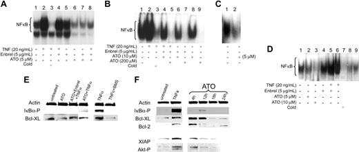 Figure 4. Inhibitory effects of ATO and etanercept (Enbrel) on NF-κB. 5 × 106 ML1 cells (A), BMMCs from a patient with RAEB (tested were marrows from patients 14, 15, 19, and 20; shown are results from patient 14) (B), and a patient with CMML (tested were patients 22 and 24; shown is patient 22) (C), and from a healthy donor (tested were 3) (D) were exposed to ATO in the presence of etanercept for 1 hour, after which TNF-α was added at the indicated concentration for 20 hours. Nuclear extracts were isolated, and 32P NF-κB gel shift was performed. A 50-fold molar excess of unlabeled probe (Cold) was used for competitive inhibition. (E) ML1 cells were exposed to ATO, etanercept, and BMS345541 (in this example at concentrations of 10 μM, 5 μg/mL, and 5 μM, respectively), for 1 hour, after which TNF-α (20 ng/mL) was added; cells were harvested 1 hour later. Phosphorylated IKBα and Bcl-XL were determined by Western blot (shown are results from 1 of 3 independent experiments). Actin served as protein control load. BMS345541, a specific inhibitor of IKBα kinase, was used here for comparison with the inhibitory effect of ATO on NF-κB. (F) ML1 cells were exposed to ATO (shown are results at 5 μM) for various time periods (4-24 hours). Results in untreated cells and cells exposed to TNF-α are shown for reference purpose (XIAP and Akt-P were not determined at 24 hours). Phosphorylated IKBα, Bcl-XL, Bcl-2, XIAP, and Akt-P were determined by Western blot. Results showed that ATO decreased NF-κB nuclear translocation and downstream antiapoptotic proteins under NF-κB control.