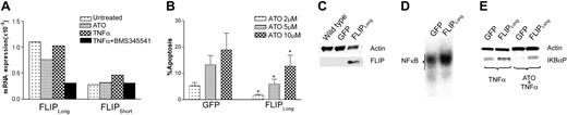 Figure 6. Effect of ATO treatment on expression the NF-κB-dependent gene, FLIP. (A) ML1 cells were exposed to ATO and the IκB kinase inhibitor BMS 345541 for 2 hours, and TNF-α was added for 1 hour. RNA was extracted, and FLIP mRNA levels were determined using quantitative real-time PCR. Values for each gene were normalized to expression levels of β2-microglobulin. Message levels for FLIPLong were substantially higher than for FLIPShort, resulting in a high FLIPLong/FLIPShort ratio, similar to that seen in advanced MDS. Inhibition of IKBα kinase by BMS345541 predictably blocked FLIP message. ATO reduced FLIPLong message (as expected, due to NF-κB inhibition), and TNF-α enhanced FLIPShort mRNA above the level of untreated controls. What factors are responsible for differences in the responses of the 2 splice variants is currently not clear. Shown are results achieved with ATO at 5μM, TNF-α at 20 ng/mL, and BMS345541 at 5μM. (B) ML1 cells transduced to overexpress FLIPLong were treated as indicated and evaluated for apoptosis by Annexin V and PI staining, GFP-tranduced cells served as control. Results represent the mean plus or minus SE of 3 independent experiments, each carried out in duplicates. FLIPLong overexpression reduced the rate of apoptosis in response to ATO at all doses tested (*P < .05; paired t test). Values are corrected for background apoptosis as described in “Materials and methods.” (C) ML1 wild-type cells, ML1 cells transduced with GFP control vector (GFP) and with FLIPLong (FLIPLong), respectively, were assessed for FLIPLong expression by Western blot. (D) Spontaneous NF-κB binding as determined by 32P NF-κB gel shift of nuclear extracts from control-transduced (GFP) and FLIPLong-overexpressing (FLIPLong) ML1 cells. (E) GFP and FLIPLong cells were exposed to ATO for 1 hour, followed by TNF-α or TNF-α only and harvested 1 hour later. Phosphorylated IKBα (IKBα-P) was determined by Western blot. Results shown were obtained with ATO at 10 μM and TNF-α at 20 ng/mL. Thus, ATO down-regulated FLIP, but FLIPLong overexpression was associated with increased NF-κB activity and ATO resistance.