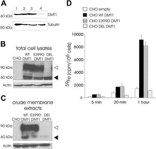 Figure 1. Expression of DMT1 and iron uptake study. (A) Western blot analysis of peripheral blood cell lysates (90 μg) and Caco-2 cells lysate (30 μg) with primary goat anti-Nramp2 antibody (1/1000, 16 hours, 4°C) and peroxidase-conjugated secondary antibody (Pierce; 1/1000, 90 minutes, room temperature). The 64-kDa band represents the DMT1 protein; lane 1, Caco-2; lane 2, patient's father; lane 3, patient's mother; lane 4, patient. (B-C) Western blot analysis of total cell lysates (30 μg) and crude membrane extracts (50 μg) from CHO cells expressing the empty vector (CHO), WT, E399D, and DEL forms of HA-tagged DMT1 with mouse anti-HA antibody (1/1000, 1 hour, room temperature) and peroxidase-conjugated secondary antibody (1/1000, 90 minutes, room temperature). Mature complex-glycosylated DMT1 form (90 to 100 kDa; ▹) and the core-glycosylated form of DMT1 (66 kDa; ◂) are indicated. Equal loading of proteins was assessed by probing with an antibody against β-actin or α-tubulin (1/1000, 1 hour, room temperature). Representative immunoblots of 3 separate experiments are illustrated. (D) Iron transport activities of WT, E399D, and DEL DMT1 incubated in pH 6.0 incubation buffer with 59Fe(II)-ascorbate (10 μM 59Fe). Iron uptake is expressed as intracellular 59Fe (cpm per 106 cells). “CHO empty” represents iron uptake by cells transfected with empty vector. Data shown are the means ± SD of duplicate determinations from a typical experiment that was performed 3 times.