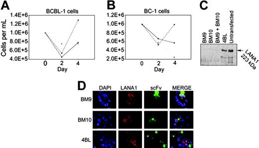 Figure 4. Expression of BM9 and BM10 inhibits PEL cell growth and reduces endogenous expression of LANA1 protein. Short-term growth curves for BCBL-1 (A) and BC-1 (B) cells transfected with BM9 (•), BM10 (○), and 4BL (♦) scFvs and selected with zeocyn show growth inhibition with anti-LANA1 scFv expression contrary to 4BL, an irrelevant HIV-specific intrabody. (C) Immunoblotting for LANA1 in BCBL-1 cells transfected with BM9, BM10, and 4BL shows a diminished protein level when BM9 and BM10 are expressed compared with 4BL and untransfected control cells. (D) Distribution of LANA1 and anti-LANA1 scFvs in BC-1 cells with immunofluorescence microscopy after simultaneous detection with mLANA1 and monoclonal HA. LANA1's speckled pattern becomes dispersed when BM9 and BM10 are expressed. scFv is shown in green (FITC) and LANA1 in red (rhodamine). Magnification × 1000.