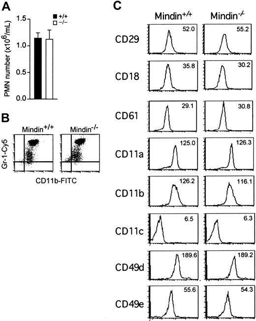 Figure 3. Normal neutrophil development in mindin-deficient mice. (A) Number of circulating polymorphonuclear neutrophils (PMNs) in the blood of mindin-/- mice. Blood drawn from orbital sinus of wild-type and mindin-/- mice (n = 4) was examined for neutrophils by differential cell count. Shown are mean ± SD. (B) FACS analysis of circulating neutrophils in mindin-/- mice. Shown is the expression of CD11b and Gr-1 on granulocytes gated on their forward and side scatter. (C) Expression of adhesion molecules on BM neutrophils from mindin-/- mice. Numbers are the mean fluorescent intensity (MFI) value for each file.