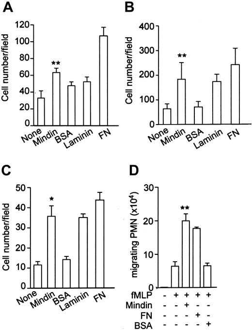 Figure 4. Neutrophil adhesion to mindin matrix. (A) Static adhesion of BM neutrophils to coated mindin. BM neutrophils (2 × 105/well) were incubated with coated proteins as indicated. The number of adherent cells was counted in at least 3 different fields after washing. FN indicates fibronectin. (B) Static adhesion of activated BM neutrophils to coated mindin. Purified BM neutrophils (3 × 105/well) were stimulated with PMA (100 ng/mL) for 15 minutes and incubated with coated proteins as in panel A. (C) Static adhesion of peritoneal neutrophils to coated mindin. Peritoneal neutrophils (5 × 104/well) from thioglycollate-induced cells were incubated and counted as in panel A. (D) Mindin-mediated neutrophil migration. BM neutrophils were induced to migrate by fMLP with or without coated protein matrix on transwell membranes. Shown are the numbers of neutrophils migrated to the lower chambers. All data are mean ± SD from triplicate samples and representative of 3 experiments. *P < .001; **P < .05.