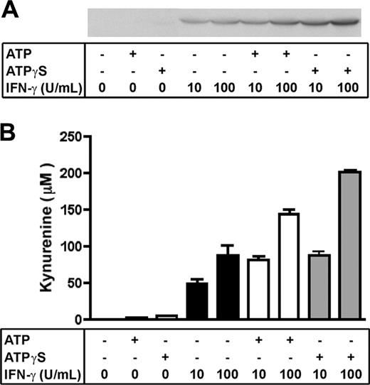 Figure 4. Synergy between ATP/ATPγS and IFN-γ on the functional expression of IDO. (A) DCs were either untreated or treated with ATP (300 μM) or ATPγS (100 μM) alone or in the presence of IFN-γ (10 or 100 U/mL) for 24 hours in complete medium. The same amounts of total protein were analyzed by Western blotting with an anti–human IDO rabbit polyclonal antibody. (B) After a similar treatment with ATP (300 μM) or ATPγS (100 μM), DCs were washed and incubated for 5 additional hours in red-phenol–free RPMI supplemented with 300 μM L-tryptophan. Kynurenine levels were determined in each supernatant by HPLC. Data (mean ± range) were obtained in an experiment performed in duplicate and representative of 3 independent experiments.