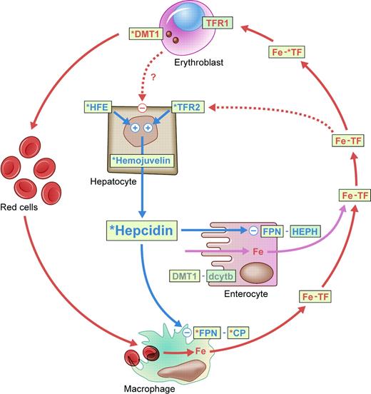 Figure 1. Genetic disorders affect different steps of the iron regulatory loop. Schematic representation of iron homeostasis. The hepcidin regulatory pathway is indicated in blue; the erythroid pathway, in red. Activation is indicated by plus (+) and inhibition by minus (–). The question mark on the dotted arrow indicates an uncertain effect. Proteins whose gene is affected by mutations are in light green rectangles. They are marked with a blue asterisk if their alteration causes hemochromatosis and with a red asterisk if it leads to iron overload and iron-deficient erythropoiesis/anemia. DMT1 indicates divalent metal transporter 1; TFR1, transferrin receptor 1; Fe-TF, diferric transferrin; TFR2, transferrin receptor 2; FPN, ferroportin 1; CP, ceruloplasmin; dcytb, duodenal cytochrome b; and HEPH, hephaestin. Illustration by Kenneth Probst.