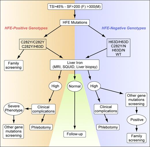 Figure 2. Flow chart for hemochromatosis diagnosis based on genotype at risk and liver iron content. Starting from abnormal iron parameters (which should be obtained at least twice) and after exclusion of conditions leading to secondary iron overload, the genetic test is performed. The approach for HFE-positive and -negative genotypes is shown. Assessment of liver iron is useful for subsequent therapeutic decision: liver biopsy can be done on an individual basis; superconducting quantum interference device (SQUID) and magnetic resonance imaging (MRI) can be done if available. If liver iron concentration is normal, only follow-up is proposed in all genotypes. When liver iron content is high, clinical complications should be assessed and phlebotomy is recommended in all genotypes. Selected cases of C282Y or C282Y/H63D with a severe phenotype could be screened for mutations in other genes. Among patients with HFE-negative genotypes, screening for other gene mutations is advisable only if iron overload is present. Family screening is indicated when causal mutations are recognized either in HFE or in other hemochromatosis-associated genes. TS indicates transferrin saturation; SF, serum ferritin. Illustration by Kenneth Probst.