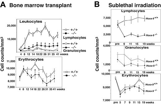 Figure 1. Hoxa-9-/- marrow cells have impaired recovery following hematopoietic stress. (A) Peripheral-blood counts in recipient animals following transplantation of either 200 000 Hoxa-9-/- or 200 000 wild-type unfractionated nucleated bone marrow cells. Recipient mice were pretreated with 800 cGy x-ray irradiation prior to transplantation, and then monitored with serial peripheral-blood counts beginning 4 weeks after transplantation and then every 2 to 6 weeks for up to 41 weeks. Graphs represent composite data from 2 separate experiments, involving a total of 4 Hoxa-9-/- and 3 wild-type donors, and 10 recipients each of Hoxa-9-/- and wild-type marrow cells. *P < .05 for Hoxa-9-/- versus wild-type value. (B) Blood counts in primary animals following sublethal irradiation. Groups of Hoxa-9-/- and wild-type mice were exposed to 500 cGy x-ray irradiation, and peripheral-blood counts were monitored every 2 to 4 weeks, starting 9 weeks after irradiation and continuing to 19 weeks. Graphs represent a composite of 3 separate experiments involving 13 Hoxa-9-/- animals and 7 wild-type animals. *P < .05 for Hoxa-9-/- versus wild-type value.