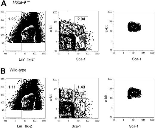 Figure 3. Hoxa-9-/- marrow has a normal frequency of immunophenotypic HSCs. Normal and Hoxa-9-/--deficient marrow cells were analyzed by FACS for expression of lineage markers, flk-2, Sca-1, and c-kit. Marrow cells were initially gated for Lin-flk-2- cells (left-hand panels). Lin-flk-2- cells were then analyzed for expression of Sca-1 and c-kit (middle- and right-hand panels). The frequency of c-kit+flk-2-Lin-Sca-1+ (KFLS) cells in mutant (A) and wild-type (B) marrow was essentially identical (1 in 10 000 nucleated cells).