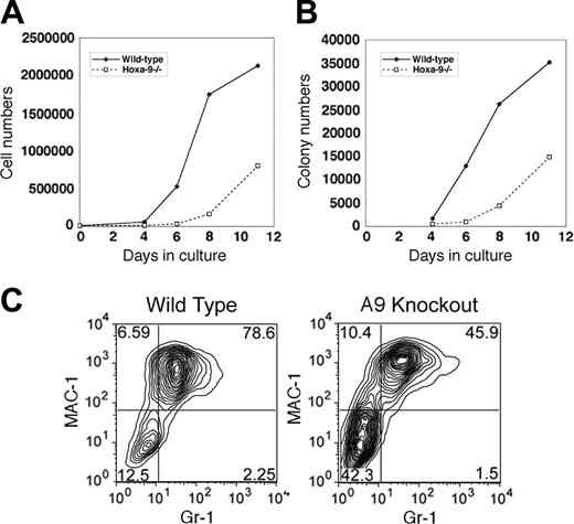 Figure 5. Hoxa-9-/- primitive cells have a proliferative defect in vitro and delayed emergence of committed progenitors and mature myeloid cells, defects that are corrected by re-expressing Hoxa-9. Lin-Sca-1+ marrow cells were plated in bulk culture with the same combination of cytokines as Figure 4 and grown for up to 11 days. (A) Total cell numbers in the cultures over time. (B) The number of myeloid progenitors as assayed in secondary clonogenic assays in semisolid medium. (C) FACS analysis of cultured cells for Mac-1 and Gr-1 expression after 8 days in culture.
