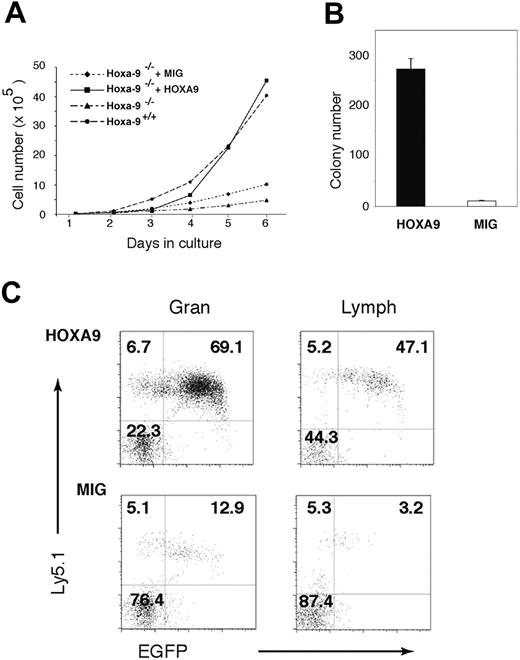 Figure 6. Restoration of Hoxa-9 expression corrects the in vitro proliferative defects and in vivo repopulating ability of Hoxa-9-/- marrow cells. Marrow cells from 5-fluorouracil-treated Hoxa-9-/- mice were transduced either with a retroviral vector expressing Hoxa-9-/- together with GFP (HOXA9 vector) or a control vector expressing GFP alone (MIG). The transduction efficiency of the HOXA9 vector was 53% and the MIG vector 71%, as measured by the percentage of GFP-positive cells by FACS 3 days after transduction. Unsorted cells (ie, mixtures of transduced and untransduced cells) were placed in liquid cultures, as described in panel A, or transplanted into cohorts of lethally irradiated CD45.1+ recipients (3 animals each) together with equal numbers (500 000 cells) of unfractionated CD45.1+ competitor cells. (A) Cell-growth curves of cultured Hoxa-9-/- marrow cells transduced with either the Hoxa-9 or MIG vector, compared with untransduced control wild-type and Hoxa-9-/- cells. (B) The number of myeloid progenitors on day 8 of liquid culture as assayed in clonogenic assays in semisolid medium. An aliquot of cells was removed from the cultures on day 8 and plated directly into methylcellulose cultures and scored for colony formation. (C) FACS analysis of peripheral blood of mice that received transplants 4 weeks previously with either Hoxa-9-transduced (top panels) or MIG-transduced (bottom panels) Hoxa-9-/- marrow cells, gated for the granulocyte (Gran, left panels) and lymphocyte (Lymph, right panels) populations. In each panel, the transduced Hoxa-9-/- cells (CD45.2+GFP+) are represented in the top-right quadrant; untransduced Hoxa-9-/- cells (CD45.2+GFP-), in the top-left quadrant; and wild-type competitor cells (CD45.2-GFP-), in the bottom-left quadrant.