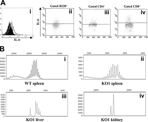 Figure 4. Molecular and immunophenotypic characterization of lymphoid infiltrates in the kidney and the liver. (Ai) Flow cytometric detection of intracellular IL-6 in liver-cell suspension from a 20-month-old Il12rb2 KO mouse. Open profile is anti–IL-6 mAb staining; dark profile is isotypic control staining. Cells were cultured without stimuli for 16 hours in the presence of brefeldin A to allow intracellular accumulation of synthesized IL-6, permeabilized, and analyzed, gating on lymphocytes according to physical parameters. Staining with anti–IL-6 mAb of liver cells from an age-matched WT mouse yielded completely negative results (not shown). (Aii-iv) Dot-plots showing the results of double staining with anti-B220, CD4 or CD8, and anti–IL-6 mAbs. Gate was set on B220+, CD4+, or CD8+ splenocytes. (B) Ig gene rearrangement studies by Ig CDR3 spectratyping. DNA was extracted from the spleen of a 19-month-old WT (Bi) and an age-matched Il12rb2 KO mice (Bii), as well from the liver (Biii) and the kidney (Biv) of the latter mouse. PCR amplification was performed by using a set of forward primers designed on an IgVH chain sequence available on the IMGT database (http://imgt.cines.fr) that detects approximately 55% of IgVH regions (see “Materials and methods” for further details). Products were run on an automated sequenator and analyzed with Genescan software (Applied Biosystems).